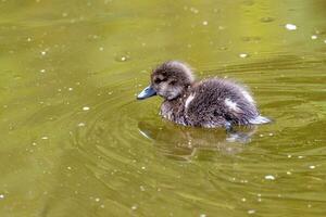 New Zealand Scaup Duck photo