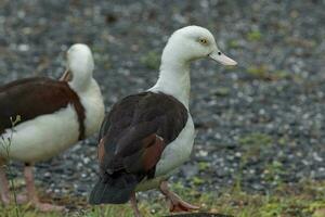 radjah Shelduck en Australia foto