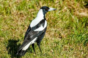 australasiano urraca en Australia foto