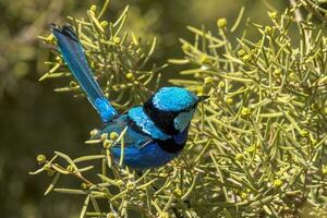 Splendid Fairywren in Australia photo