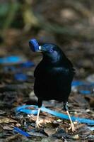 Satin Bowerbird in Australia photo