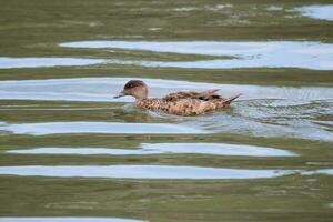 Chestnut Teal in Australia photo