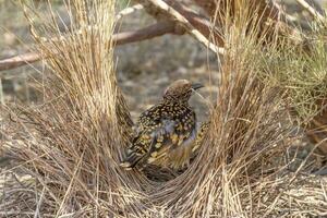 Western Bowerbird in Australia photo