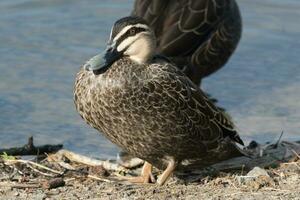 Pacific Black Duck photo