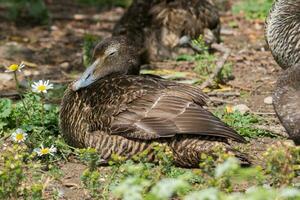 común eider en Inglaterra foto