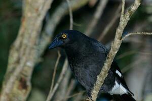 de varios colores currawong en Australia foto