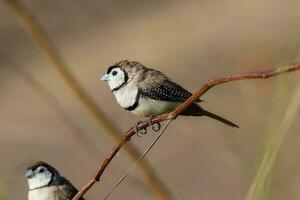 Double-barred Finch in Australia photo