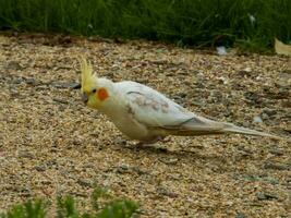 Cockatiel in Australia photo