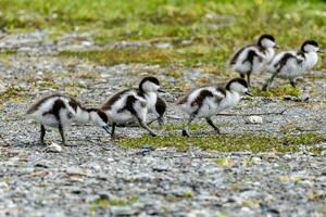 paraíso Shelduck en nuevo Zelanda foto