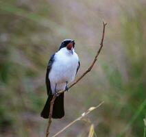 Restless Flycatcher in Australia photo