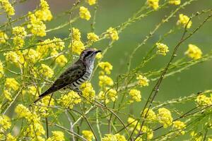 Horsfield's Bronze Cuckoo in Australia photo