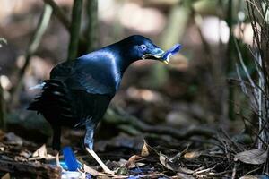 Satin Bowerbird in Australia photo