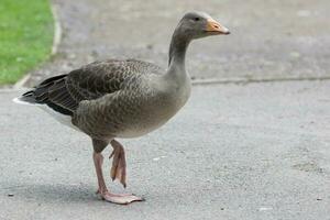 Greater White-fronted Goose photo