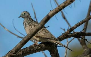 Peaceful Dove in Australia photo