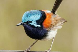 Red-winged Fairywren in Australia photo
