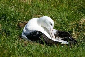 Northern Royal Albatross photo