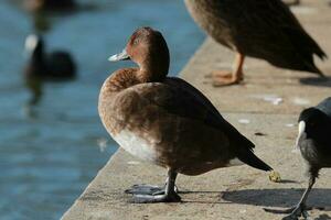 Hardhead Duck in Australia photo