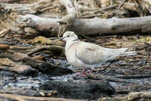 African Collared Dove photo
