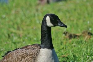 Canada Goose in Australasia photo