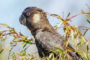 Carnaby's Black Cockatoo in Australia photo