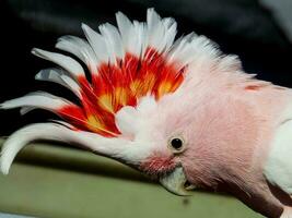 Pink or Major Mitchell's Cockatoo photo