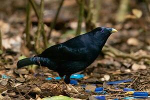 Satin Bowerbird in Australia photo