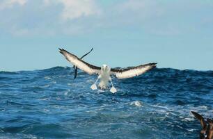 ceja negra albatros en australasia foto