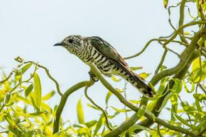 Shining Bronze Cuckoo photo