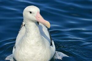 Gibson's Wandering Albatross in Australasia photo