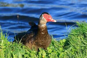 Muscovy Duck in Australasia photo