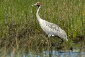 Brolga Crane in Australia photo