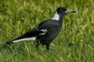 Australasian Magpie in Australia photo