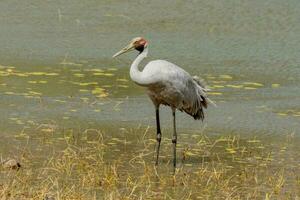 Brolga grua en Australia foto