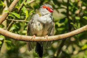 Red-browed Finch in Australia photo