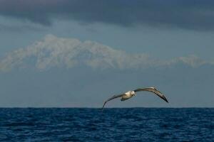 albatros real del norte foto