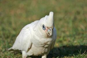 Little Corella in Australia photo