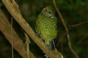 Green Catbird in Australia photo