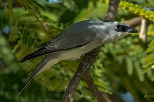 White-bellied Cuckooshrike in Australia photo