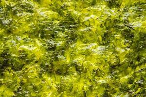 Dry nori seaweed sheet texture background photo