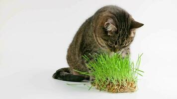 Tabby cat eats green oat grass sprouts on white background video