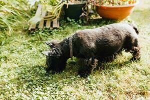 Black scotch terrier puppy on the grass monitors the movement of a mole underground - hunting instinct photo