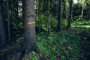 Cutting down trees in a pine forest - building a road photo