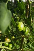 oblongo Tomates variedad crema madurar en un rama de un tomate arbusto en el jardín foto