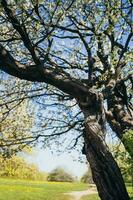 floreciente Cereza árbol en temprano primavera en un soleado día foto