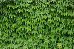 Natural background bright green background of fresh dense leaves - place for an inscription and copy space photo