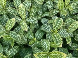 amarillo verde hojas de cebra planta o sanchecia speciosa Leonard antecedentes foto