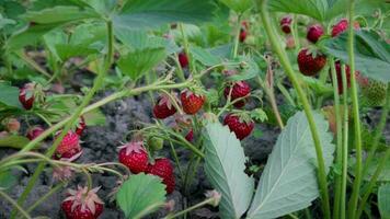 Close-up of a strawberry growing in a garden. video