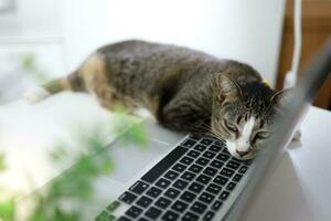 gato trabajando a ordenador portátil. gato dormido en el ordenador portátil teclado. asistente gato a el oficina trabajando concepto foto