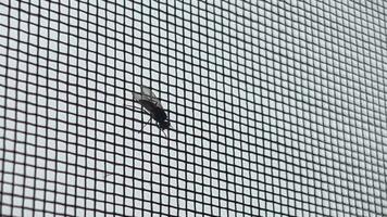 The fly sits on a mosquito net that prevents it from entering the house. video