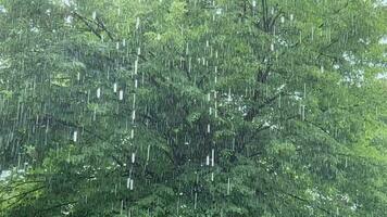 schwer Niederschlag im das bilden von Regen, Verschlechterung Wetter Bedingungen. Wald während das Regen. video